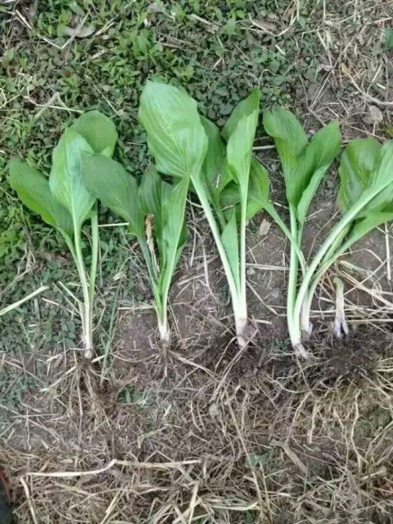 常年批发供应玉簪花价格优惠，基地大量销售中