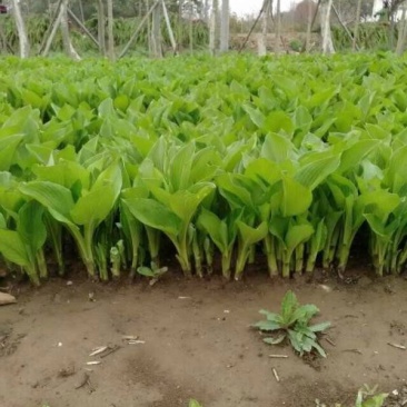 常年批发供应玉簪花价格优惠，基地大量销售中