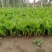 常年批发供应玉簪花价格优惠，基地大量销售中
