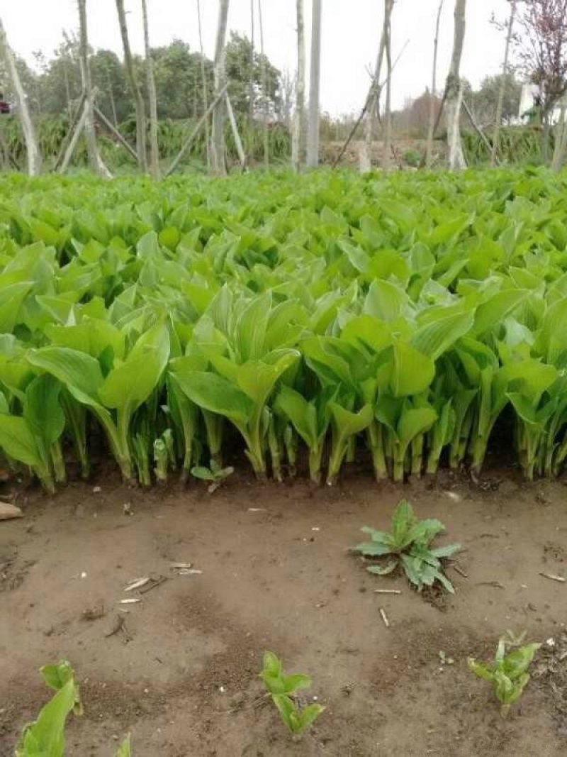 常年批发供应玉簪花价格优惠，基地大量销售中