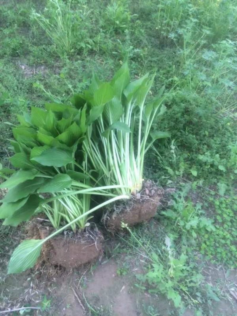 常年批发供应玉簪花价格优惠，基地大量销售中