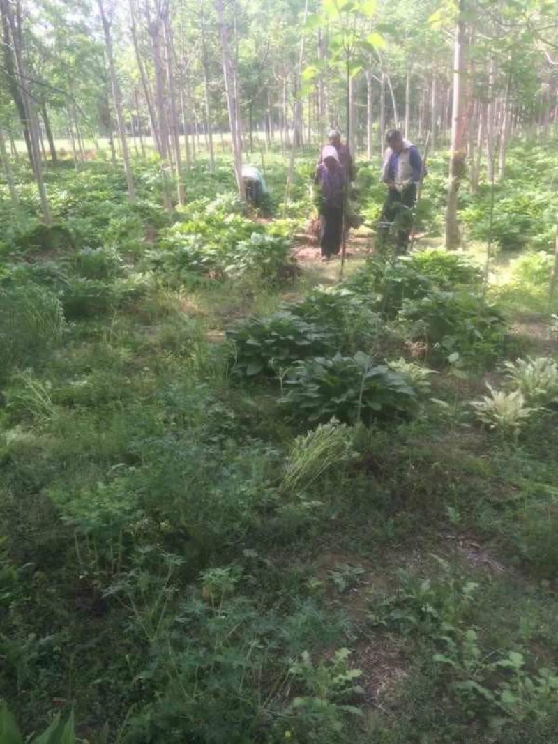 常年批发供应玉簪花价格优惠，基地大量销售中