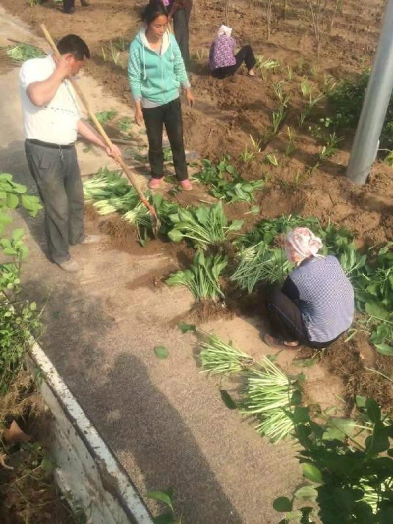 常年批发供应玉簪花价格优惠，基地大量销售中