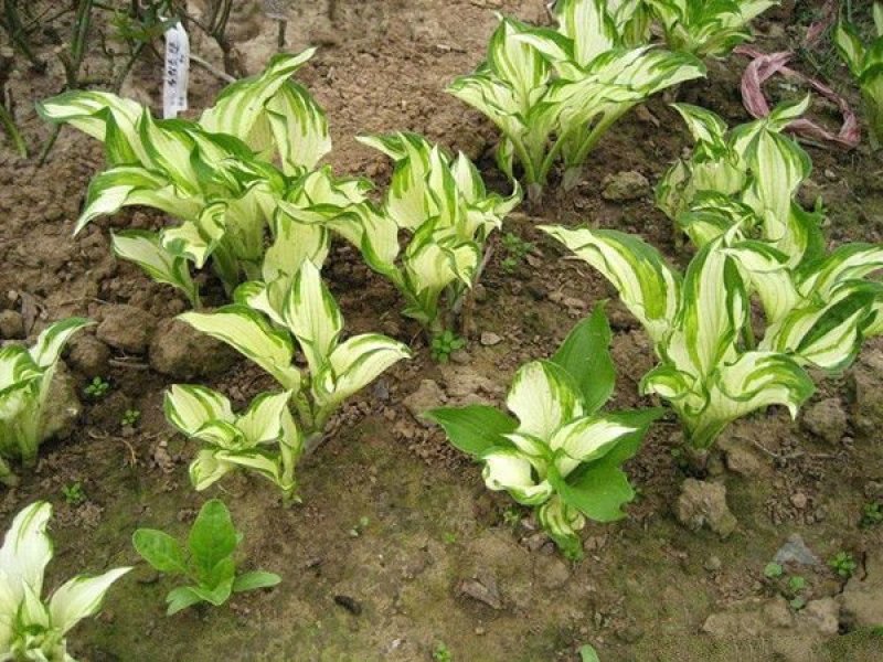 常年批发供应玉簪花价格优惠，基地大量销售中