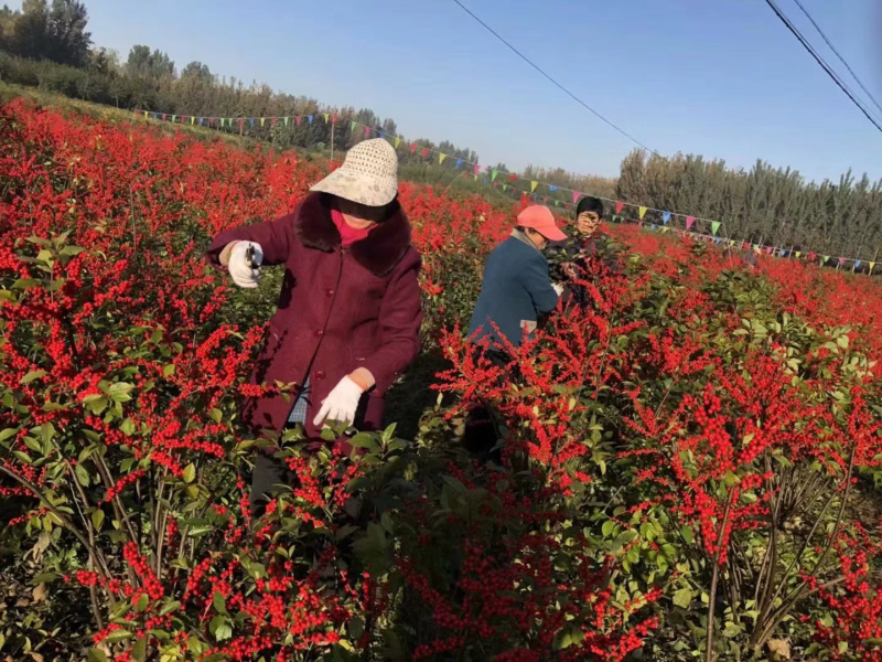 北美冬青苗奥斯特30公分地栽苗切枝
