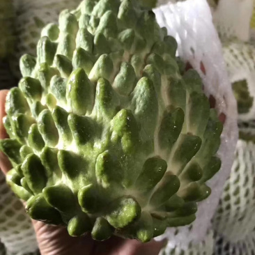 嫁接台湾释迦果苗凤梨释迦树苗番荔枝树