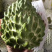 嫁接台湾释迦果苗凤梨释迦树苗番荔枝树