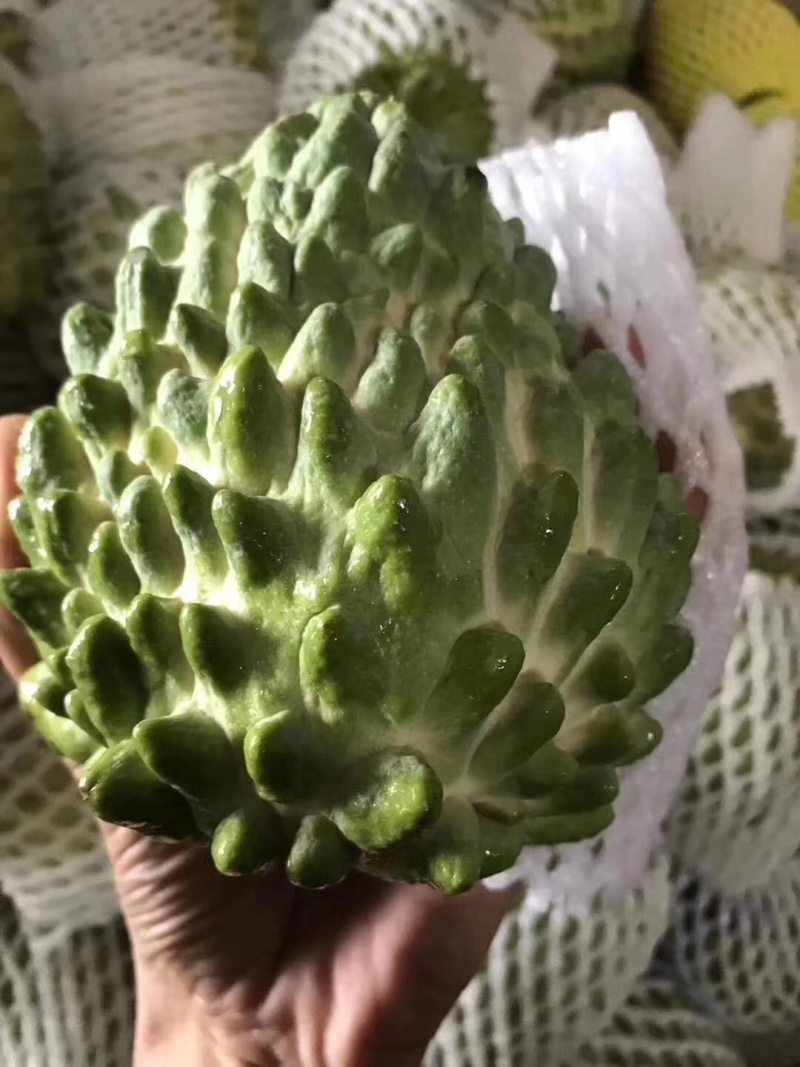嫁接台湾释迦果苗凤梨释迦树苗番荔枝树