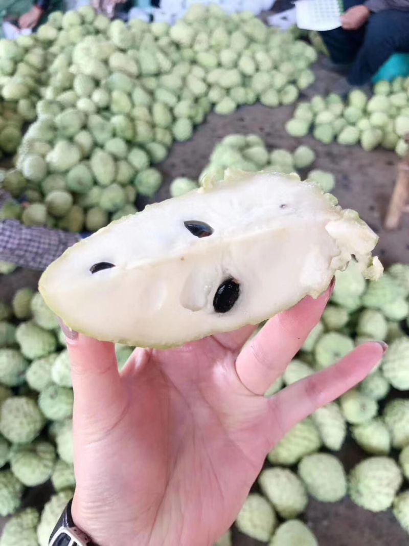 嫁接台湾释迦果苗凤梨释迦树苗番荔枝树