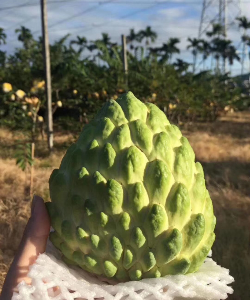 嫁接台湾释迦果苗凤梨释迦树苗番荔枝树