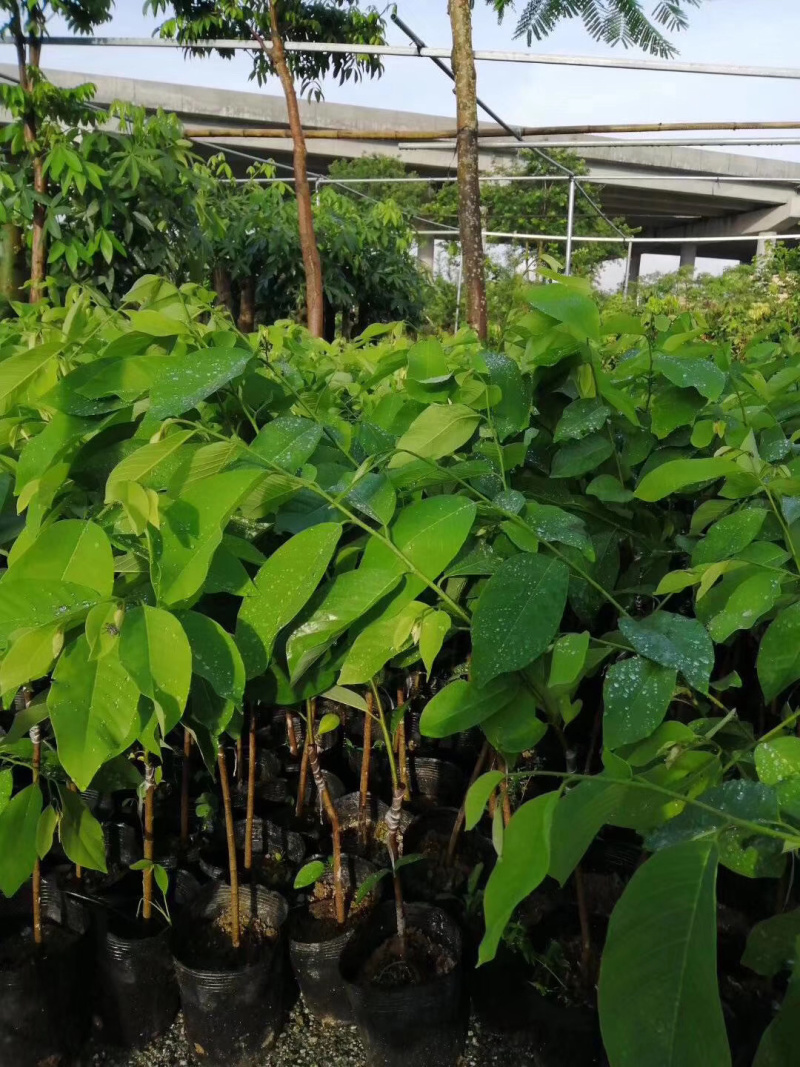 嫁接台湾释迦果苗凤梨释迦树苗番荔枝树