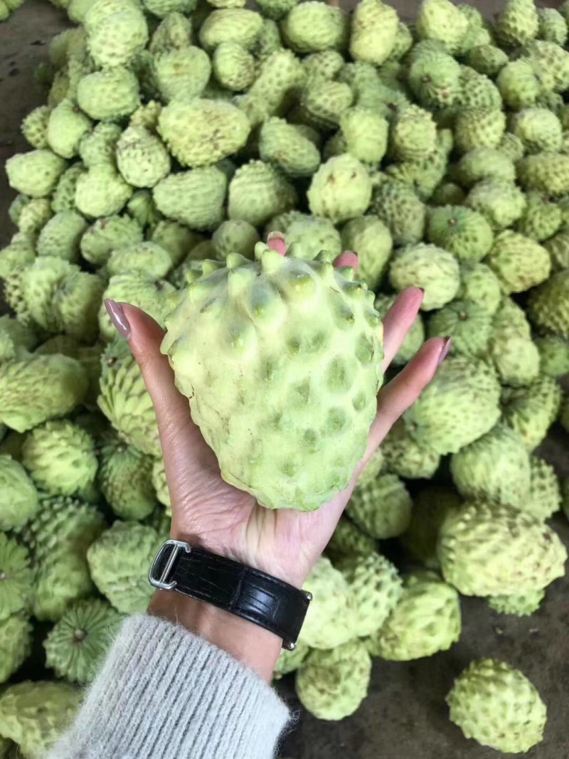嫁接台湾释迦果苗凤梨释迦树苗番荔枝树