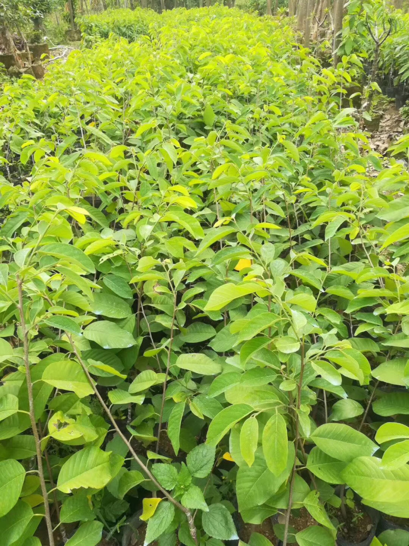 嫁接台湾释迦果苗凤梨释迦树苗番荔枝树