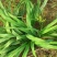 供应金娃娃萱草价格优惠，种植基地大量销售，常年批发供应