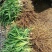 供应金娃娃萱草价格优惠，种植基地大量销售，常年批发供应