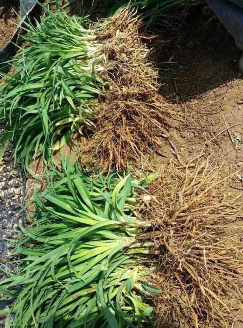 供应金娃娃萱草价格优惠，种植基地大量销售，常年批发供应
