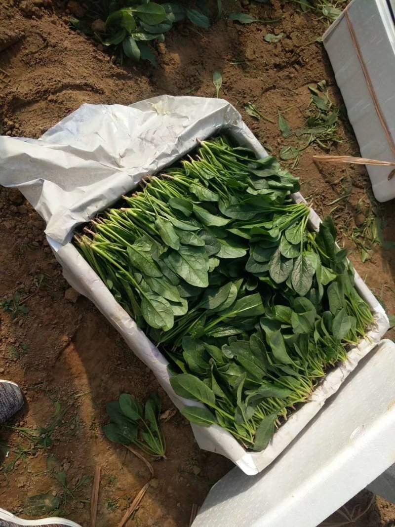 山东惠民万亩优质菠菜，产地直供，质优价廉，全国代发
