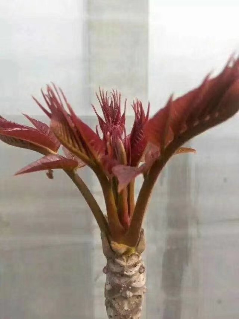 头茬香椿芽