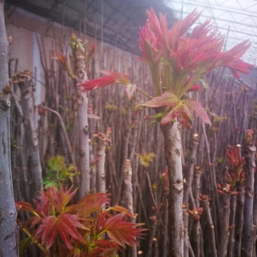 头茬香椿芽
