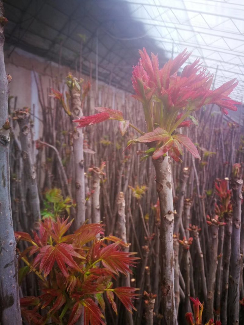 头茬香椿芽