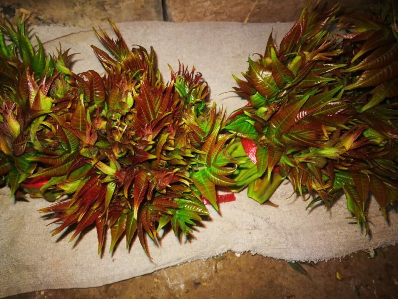 头茬香椿芽