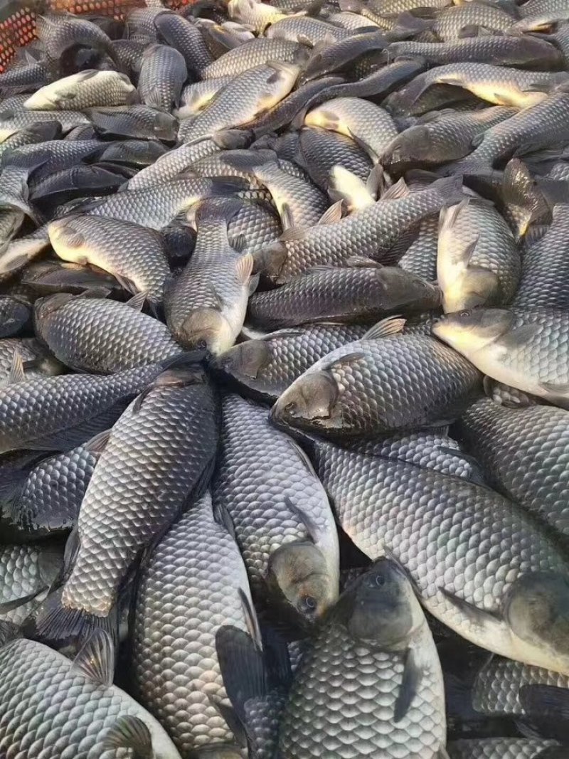 精养精品中科三号大鲫鱼