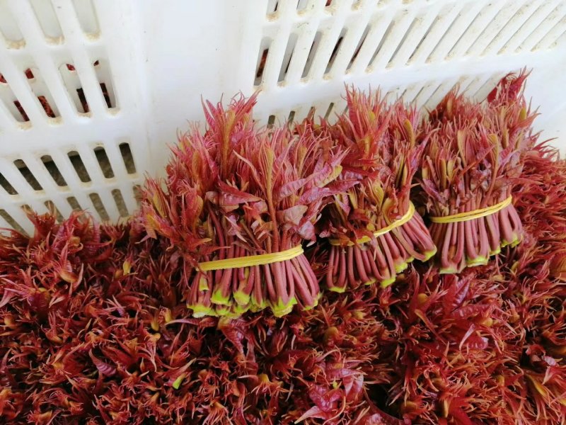 香椿芽