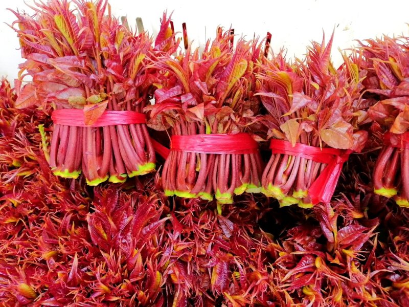 香椿芽