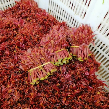 香椿芽