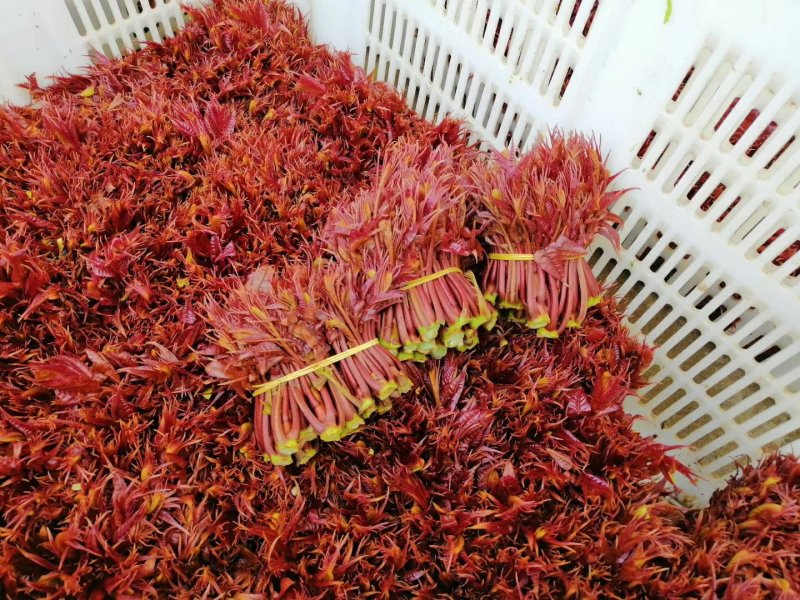 香椿芽