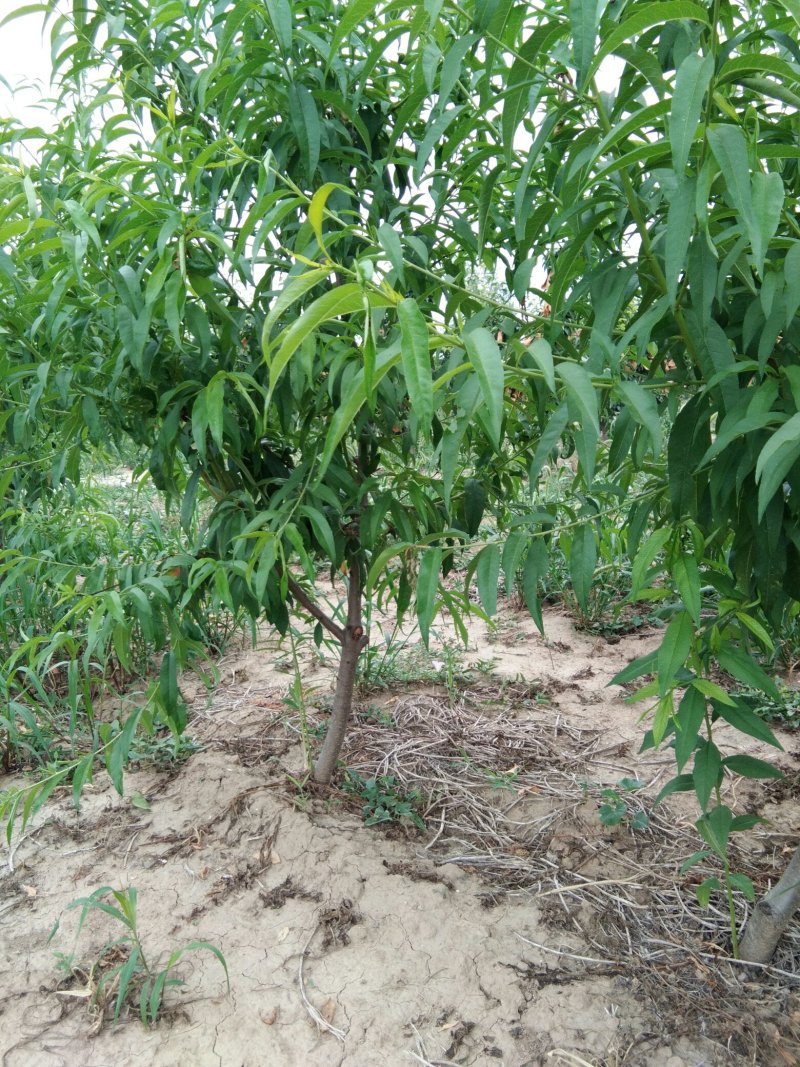 梨树