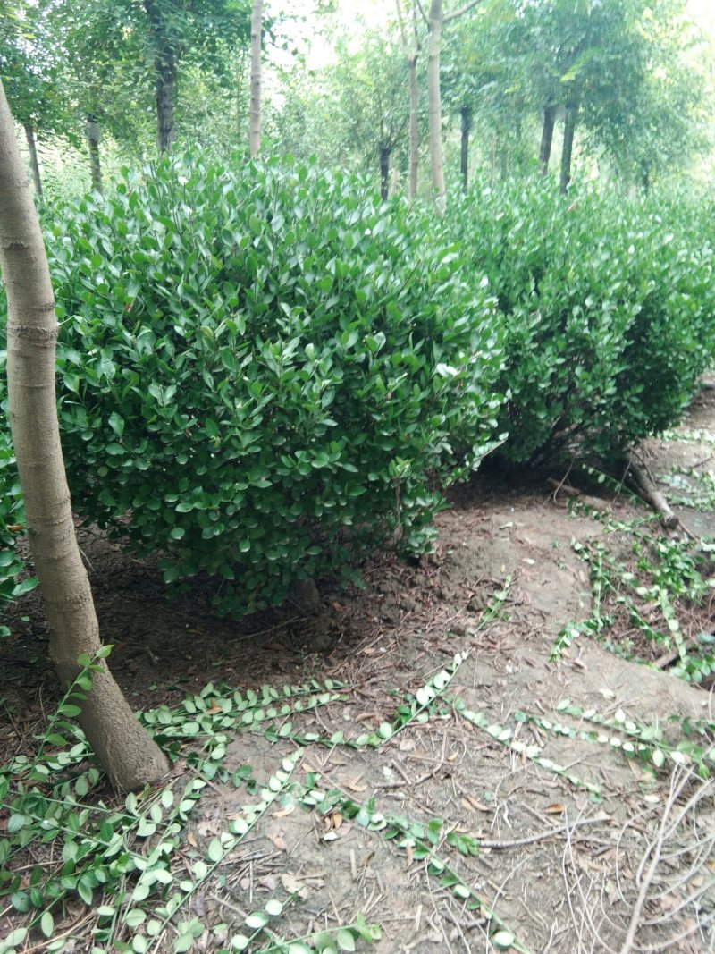 梨树