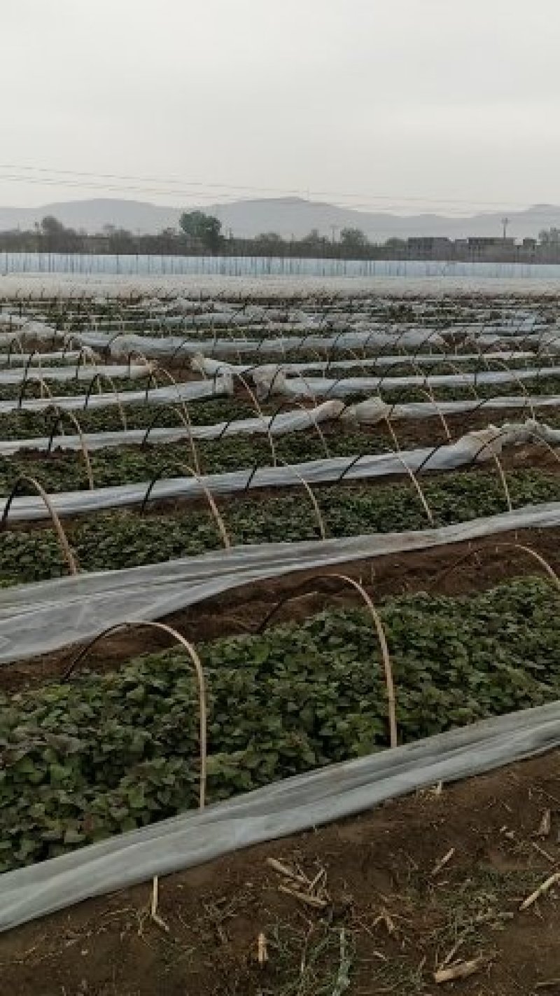 脱毒原原种红薯苗西瓜红烟薯25龙薯九