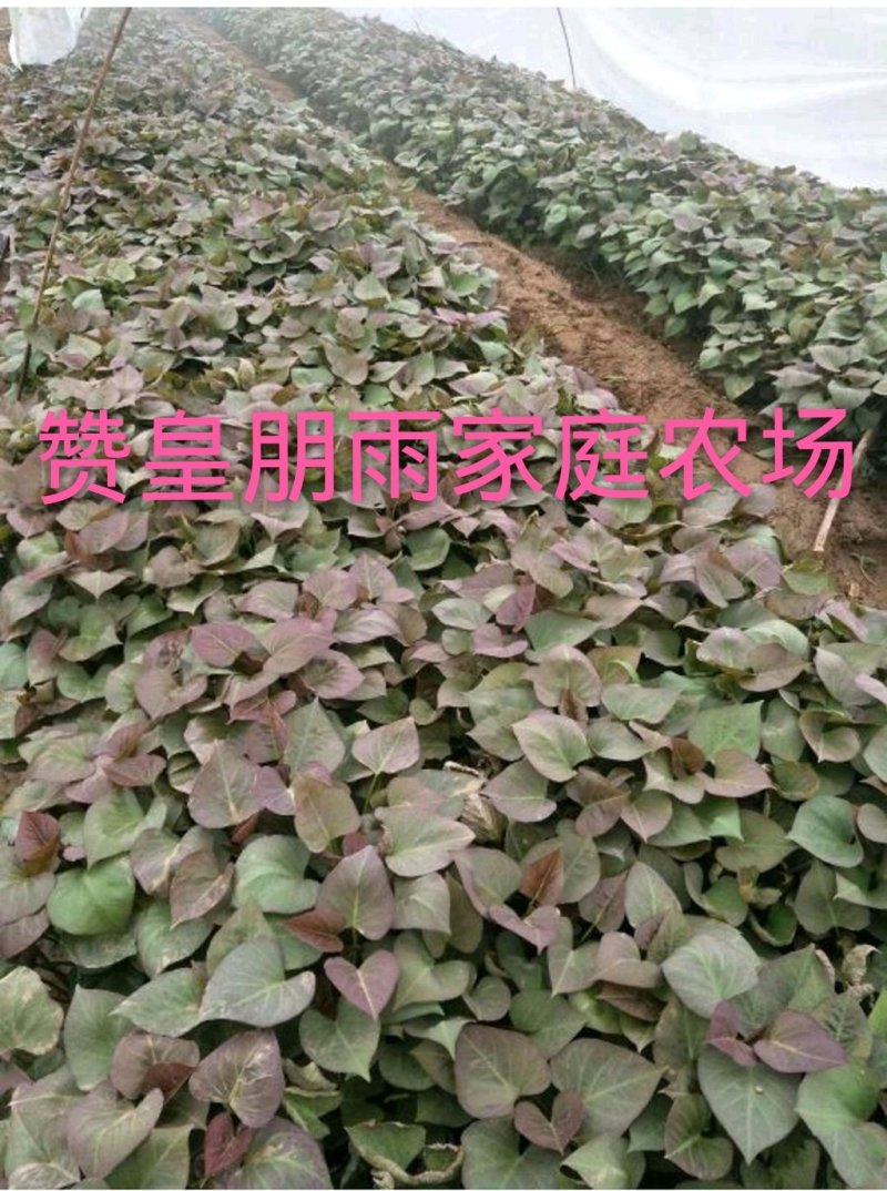 脱毒原原种红薯苗西瓜红烟薯25龙薯九