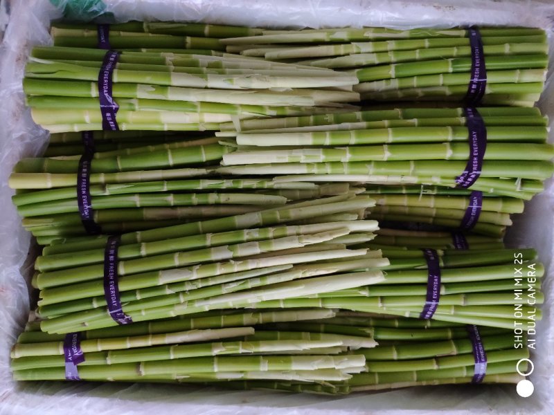 小竹笋野生