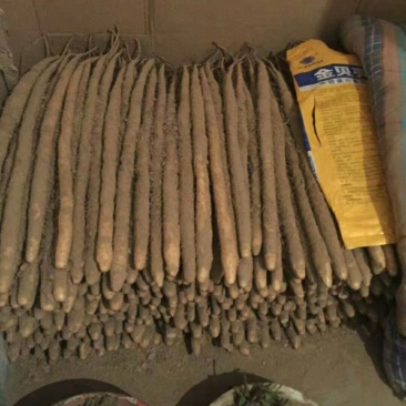 傻099万亩小白嘴白山药基地供应！{武氏专属}