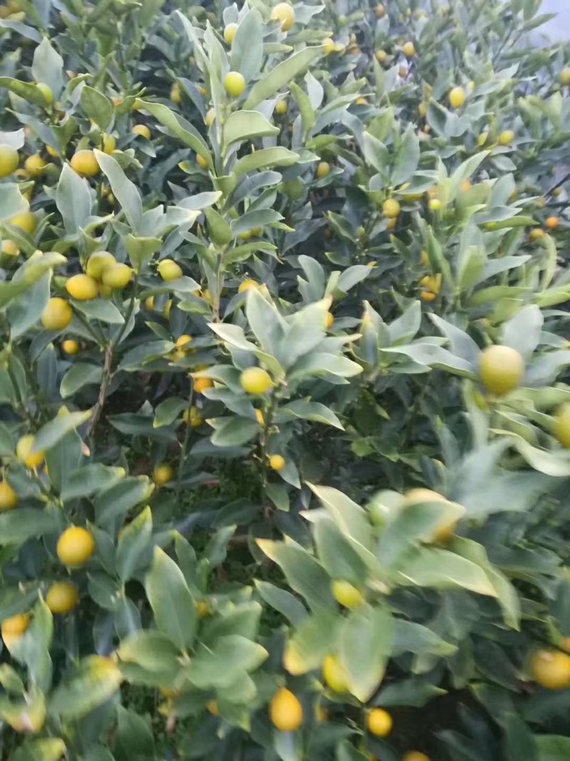 脆皮金桔树