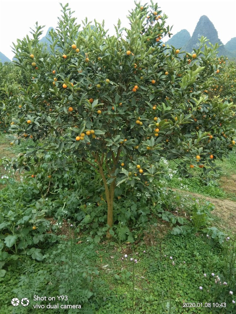 脆皮金桔树