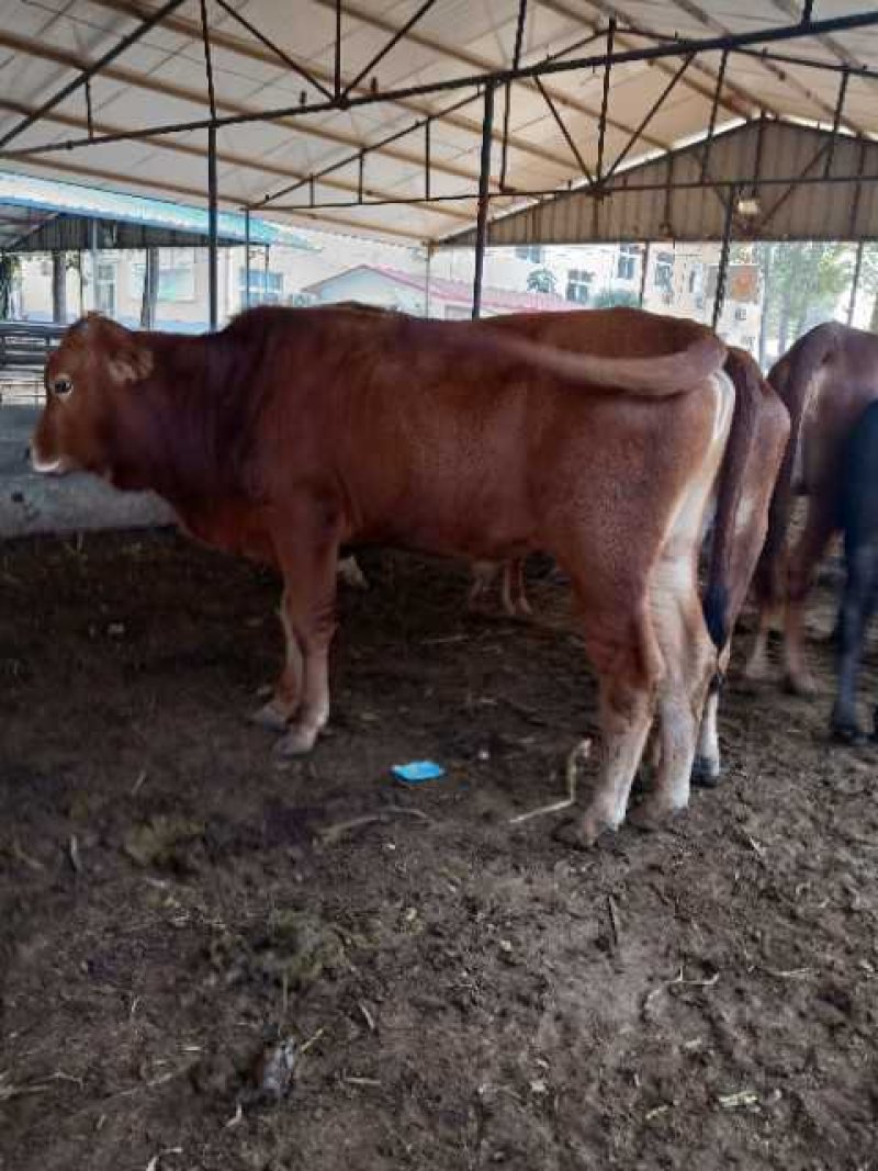 改良肉牛犊西门塔小牛苗厂家直销免费送货到家