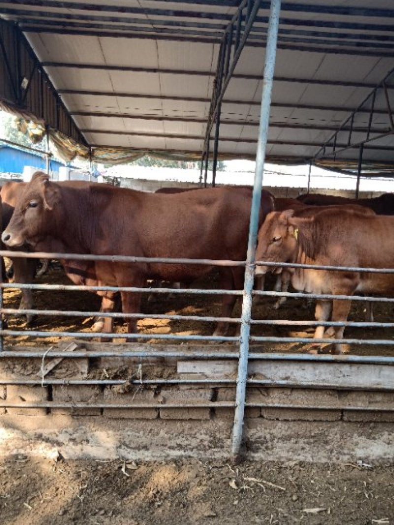 改良肉牛犊西门塔小牛苗厂家直销免费送货到家