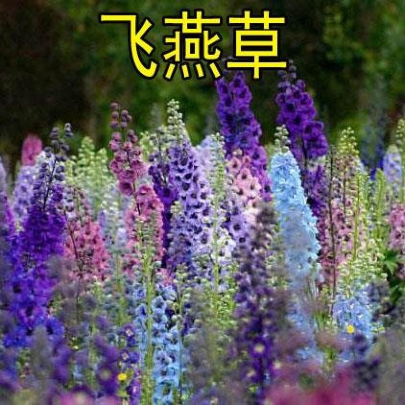 多年生飞燕草花卉种子矮生切花千鸟草阳台盆栽春秋播花草耐寒