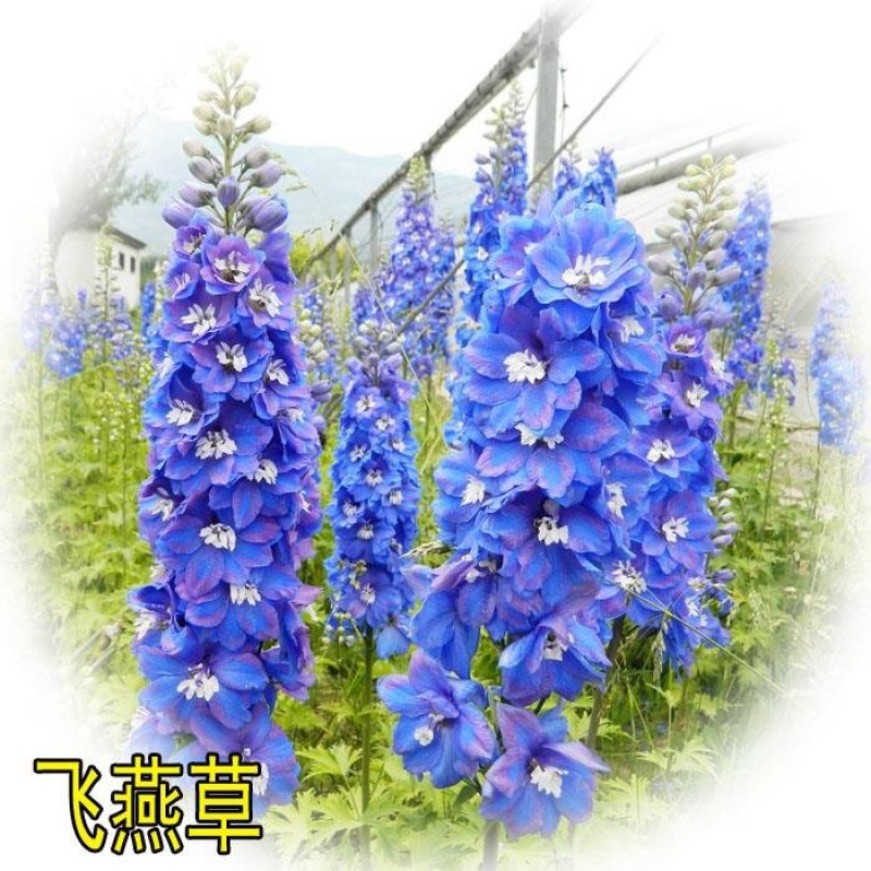 多年生飞燕草花卉种子矮生切花千鸟草阳台盆栽春秋播花草耐寒