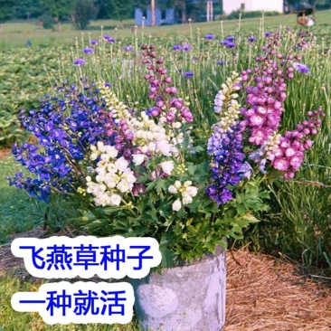 多年生飞燕草花卉种子矮生切花千鸟草阳台盆栽春秋播花草耐寒