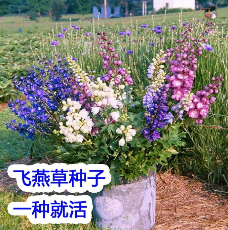 多年生飞燕草花卉种子矮生切花千鸟草阳台盆栽春秋播花草耐寒