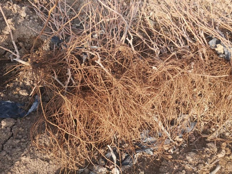 山东青岛红宝石葡萄苗葡萄树可签合同，保证品种，价格底