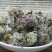 菊花，常年批发供应亳州白菊花中药材，量大从优
