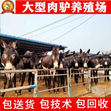 种驴面向全国供应改良肉驴