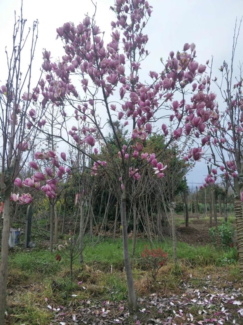红花玉兰，五峰玉兰，四川红花玉兰基地，成都红花玉兰批发价