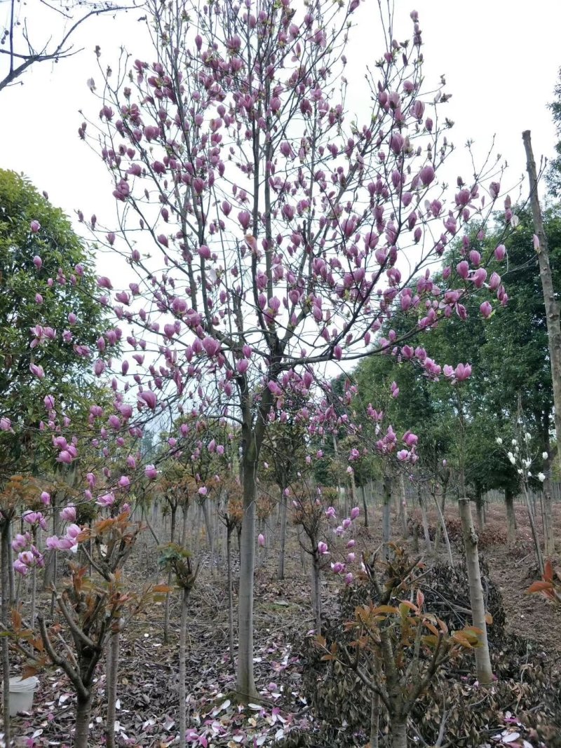 红花玉兰，五峰玉兰，四川红花玉兰基地，成都红花玉兰批发价
