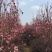 红花玉兰，五峰玉兰，四川红花玉兰基地，成都红花玉兰批发价